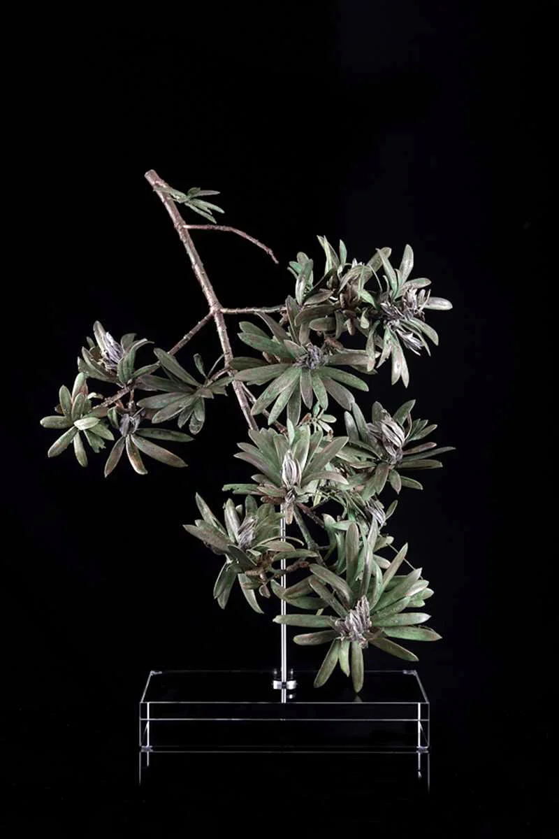 <i>Podocarpus latifolius </i>