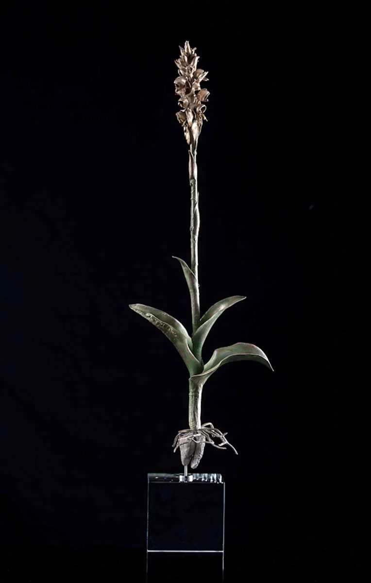 <i>Satyrium coriifolium</i>