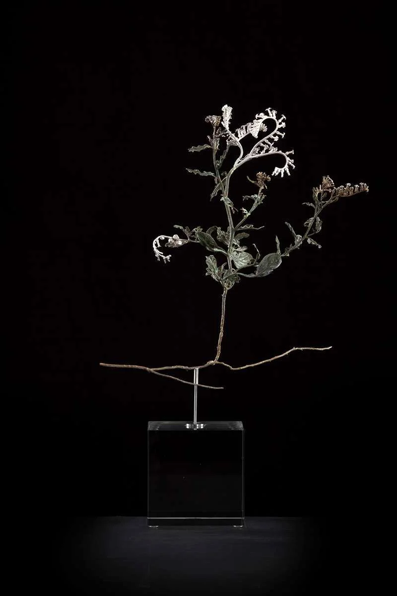 <i>Heliotropium lineare</i>