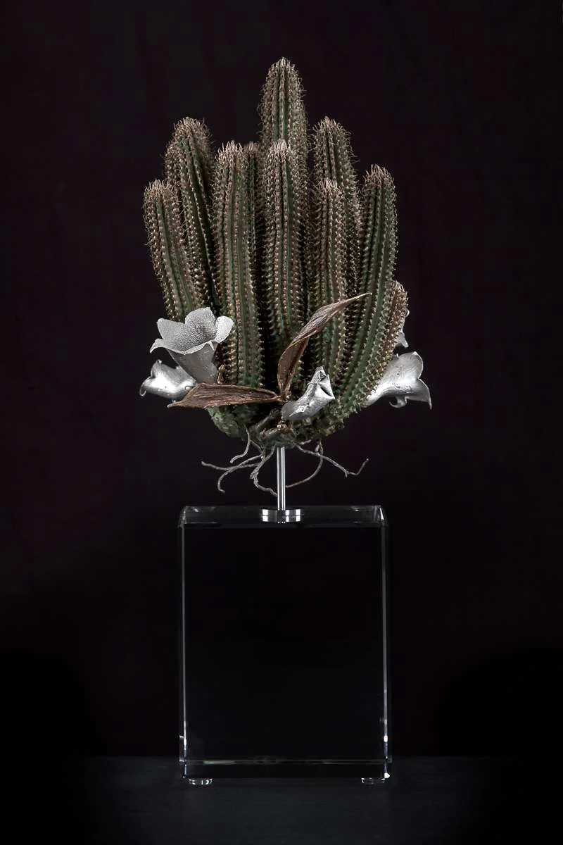 <i>Tavaresia barklyii</i>