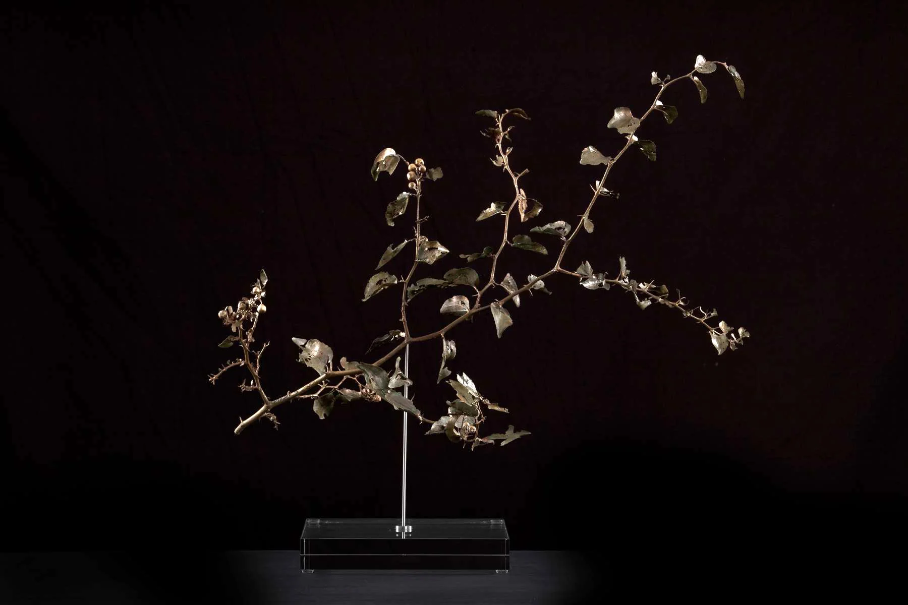<i>Zizphus mucronata </i>