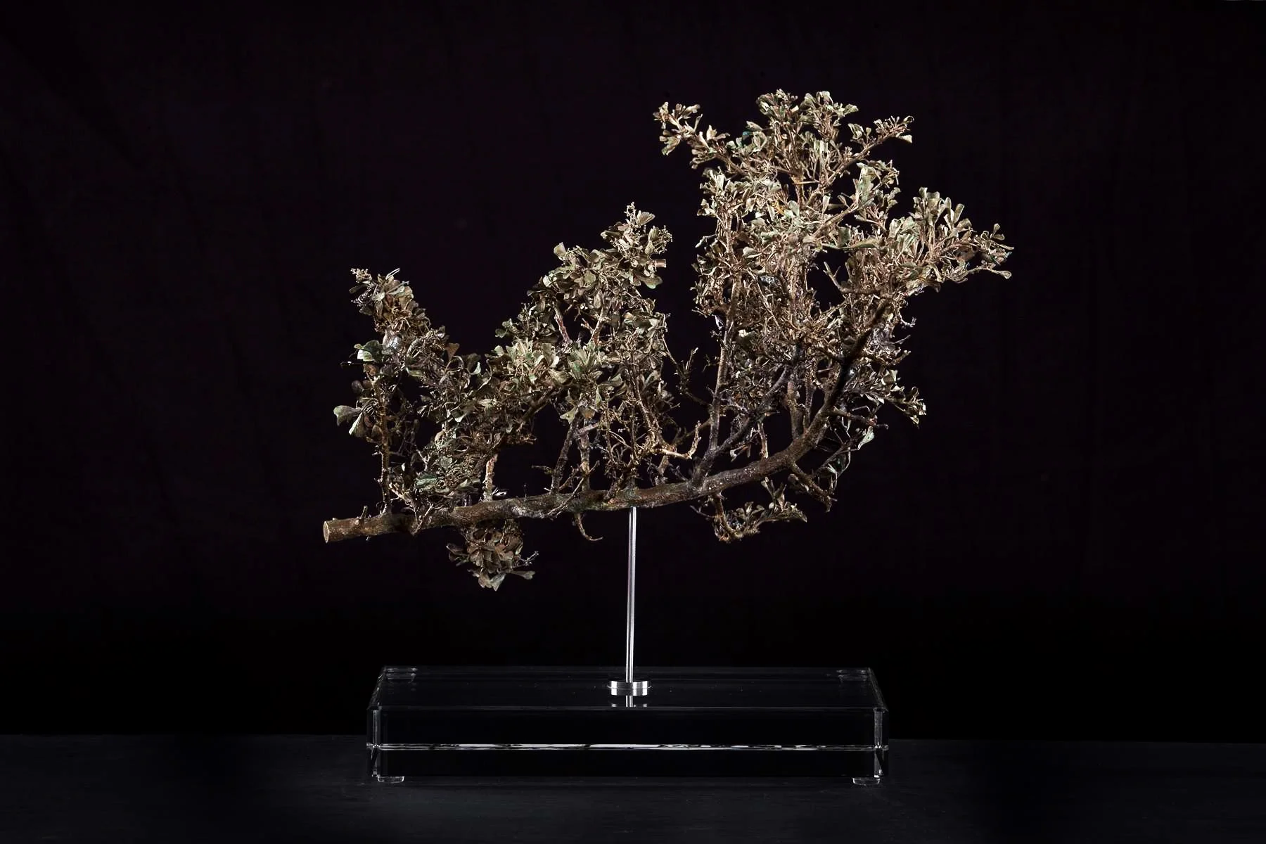 <i>Searsia burchellii</i>