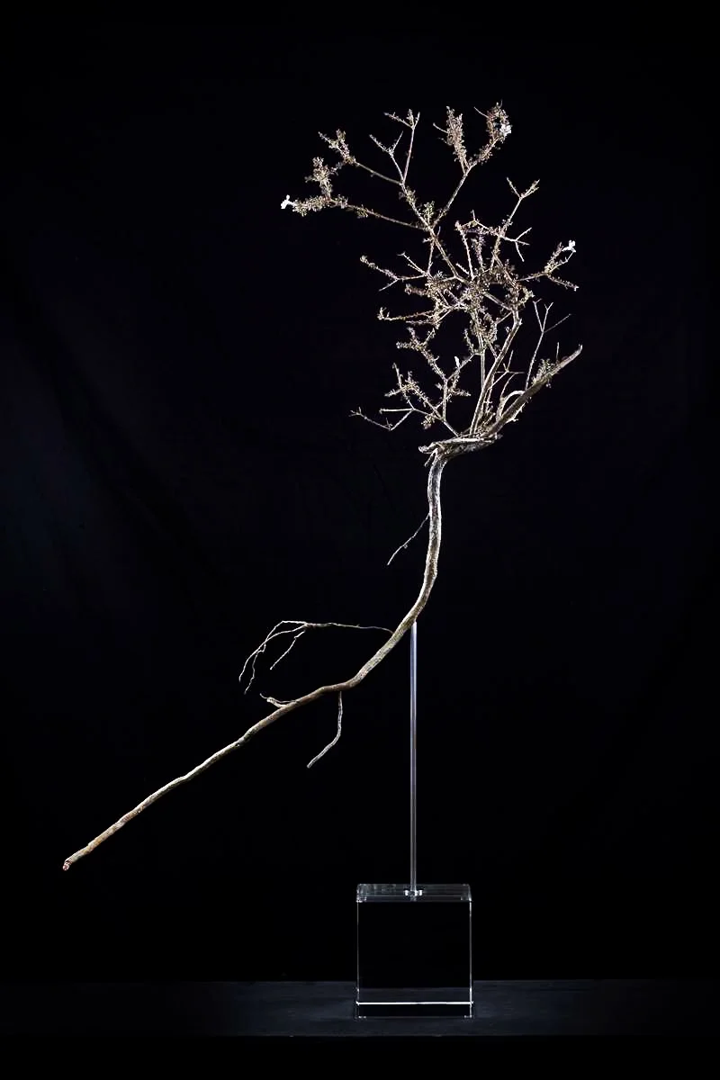 <i>Rhigozum trichotomum </i>