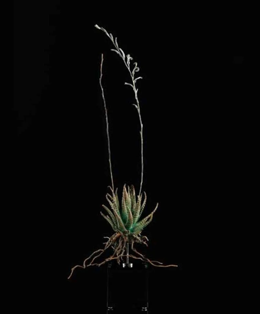 <i>Haworthia attenuata </i>