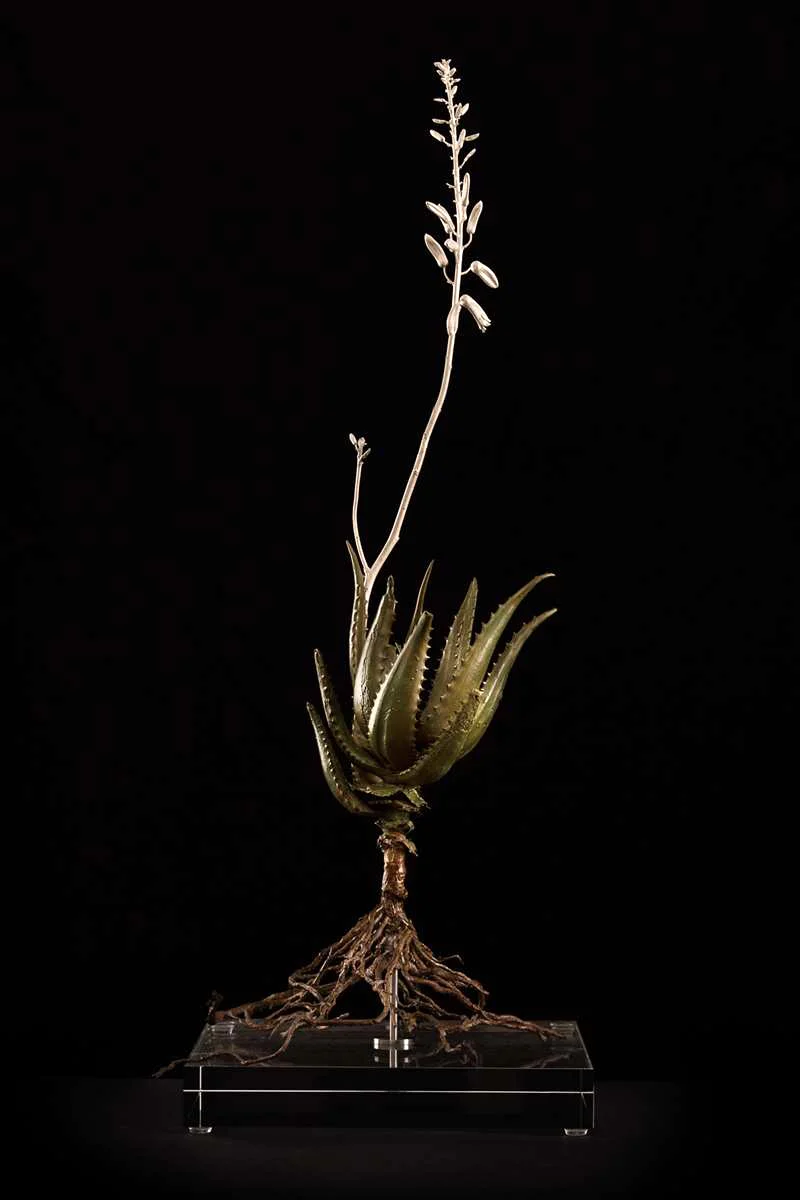 Aloe andongensis II.jpg