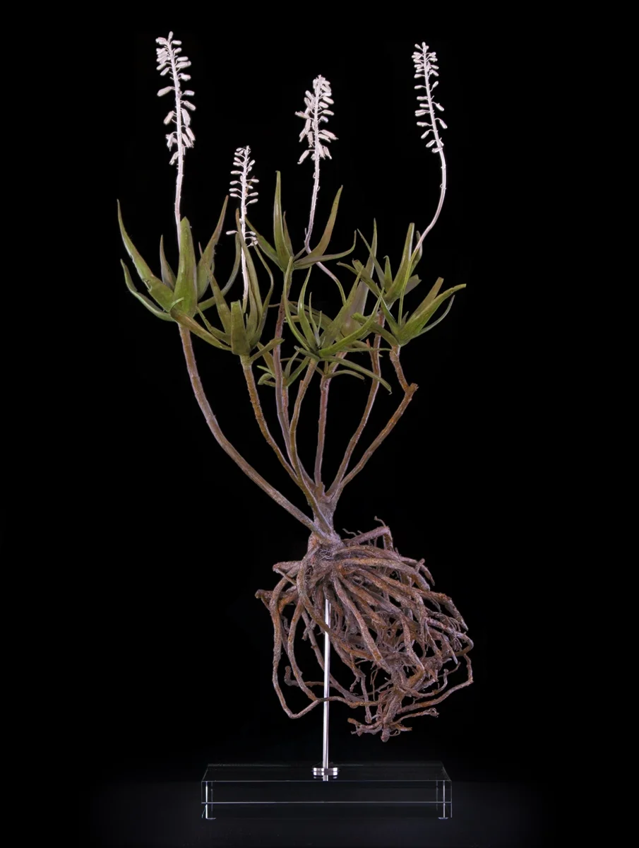 <i>Aloe tenuior</i>