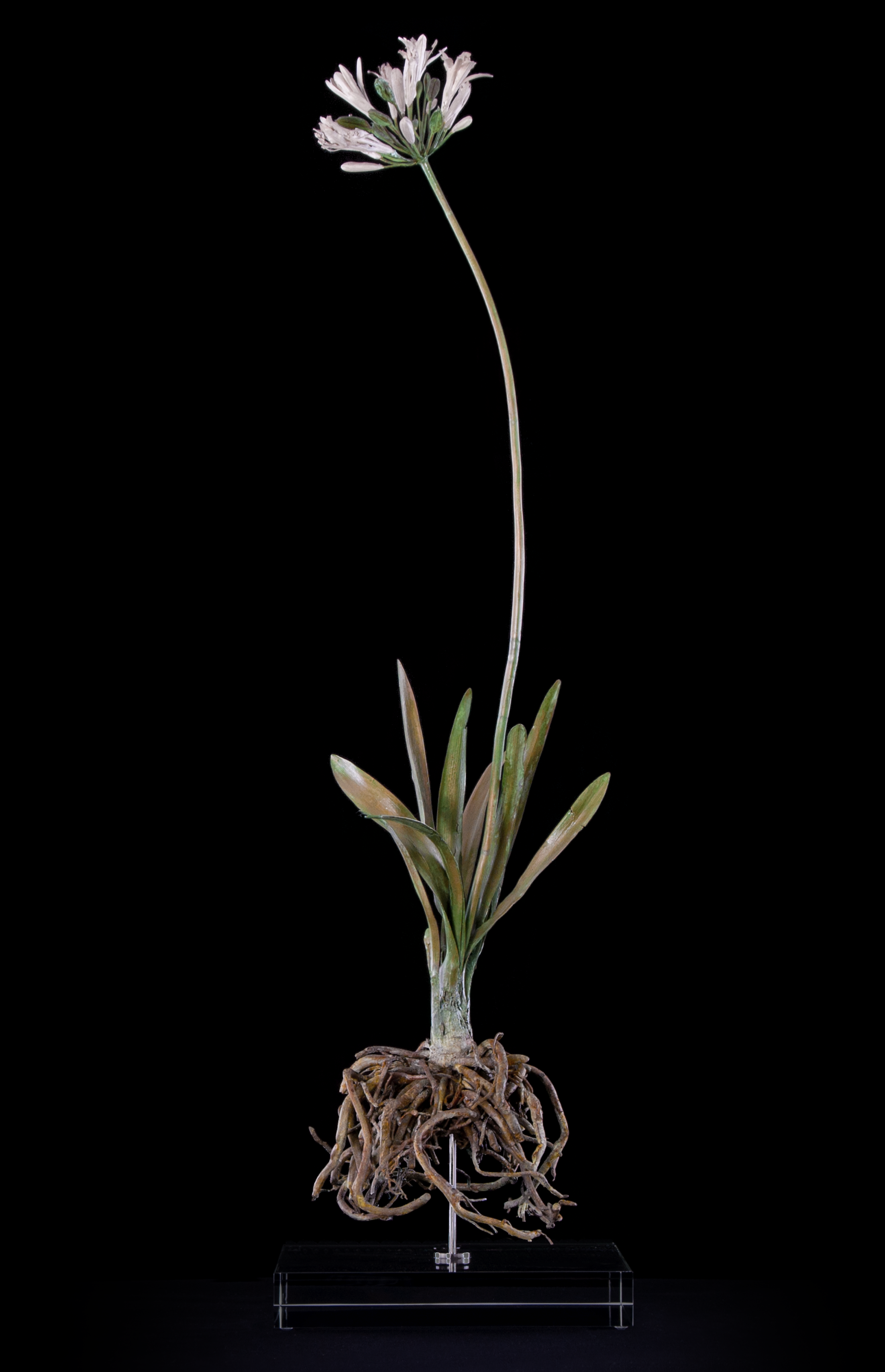 <i>Agapanthus africanus </i>