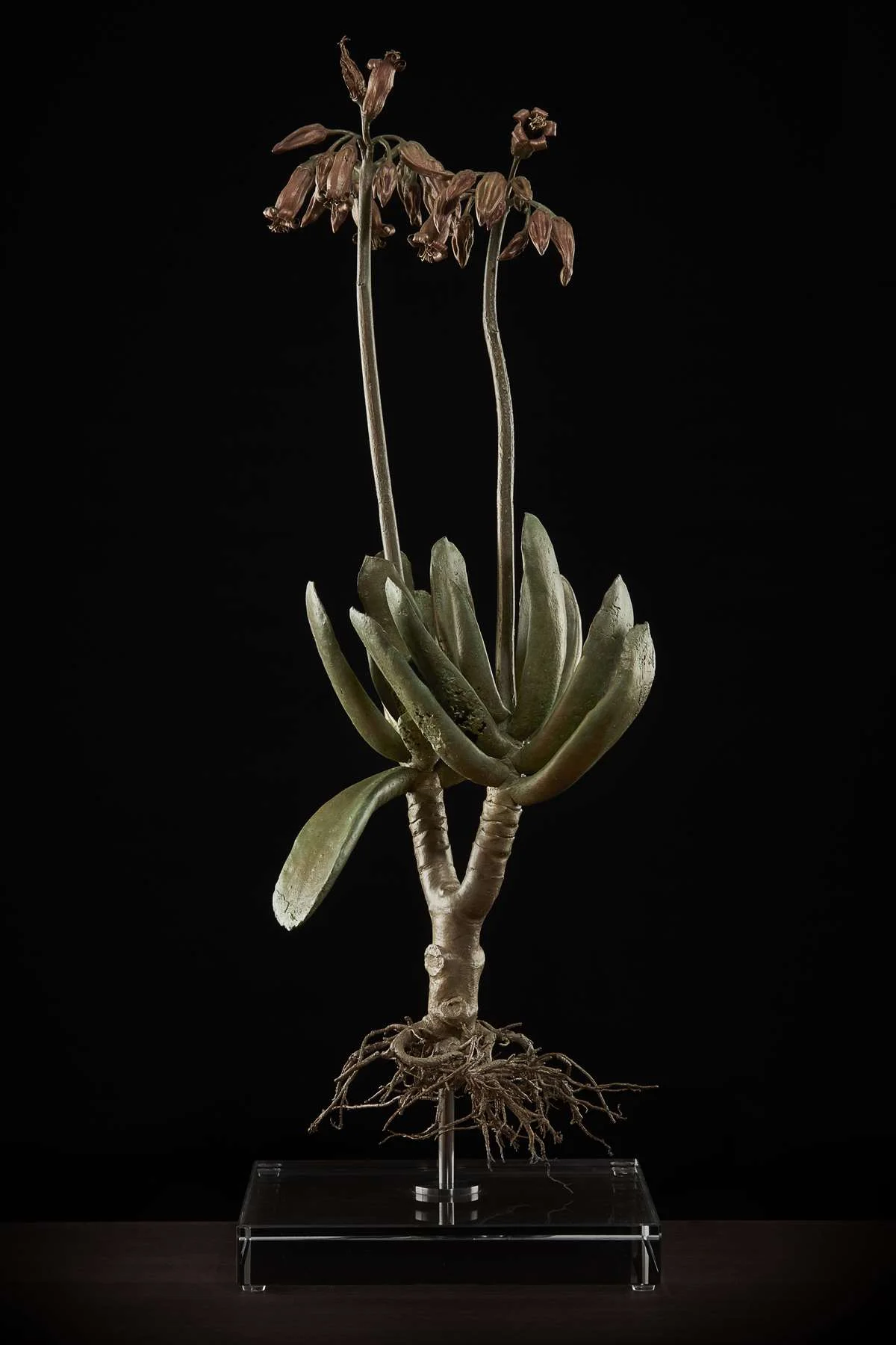 <i> Coteledon orbiculata</i>