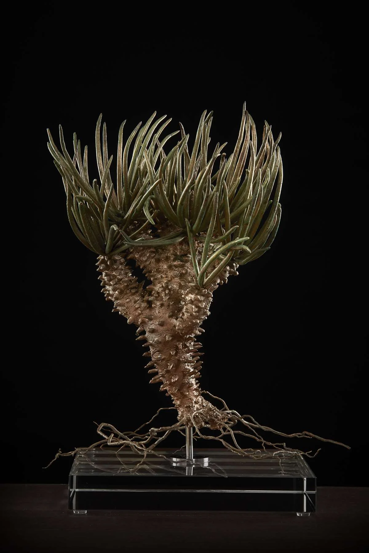 <i>Tylecodon wallichii </i>
