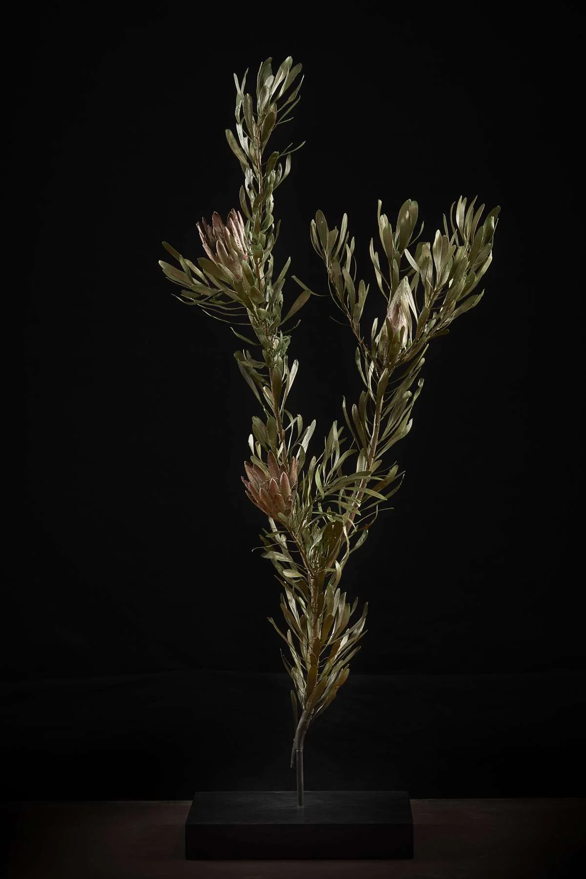 <i>Protea repens </i>