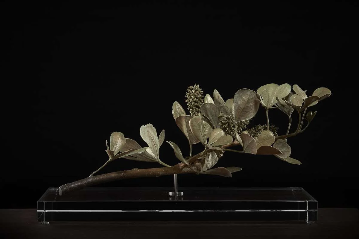 <i>Cussonia thyrsiflora </i>