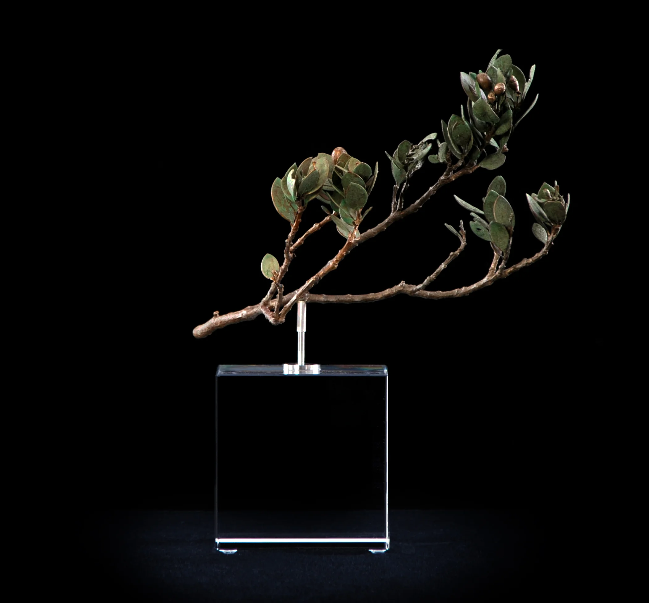 <i>Osyris compressa </i>
