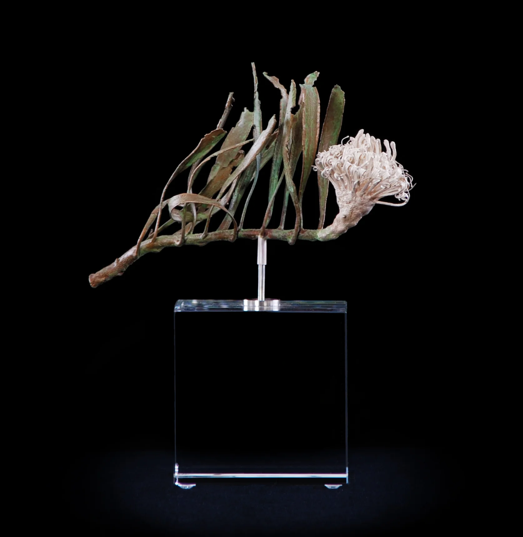 <i> Leucospermum hypophyllocarpodendron </i>