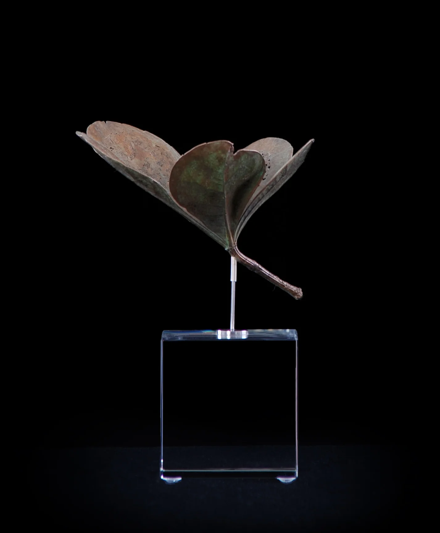 <i>Cussonia thyrsiflora</i>