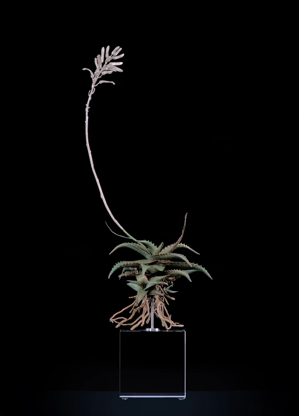 <i>Aloe somaliensis</i>