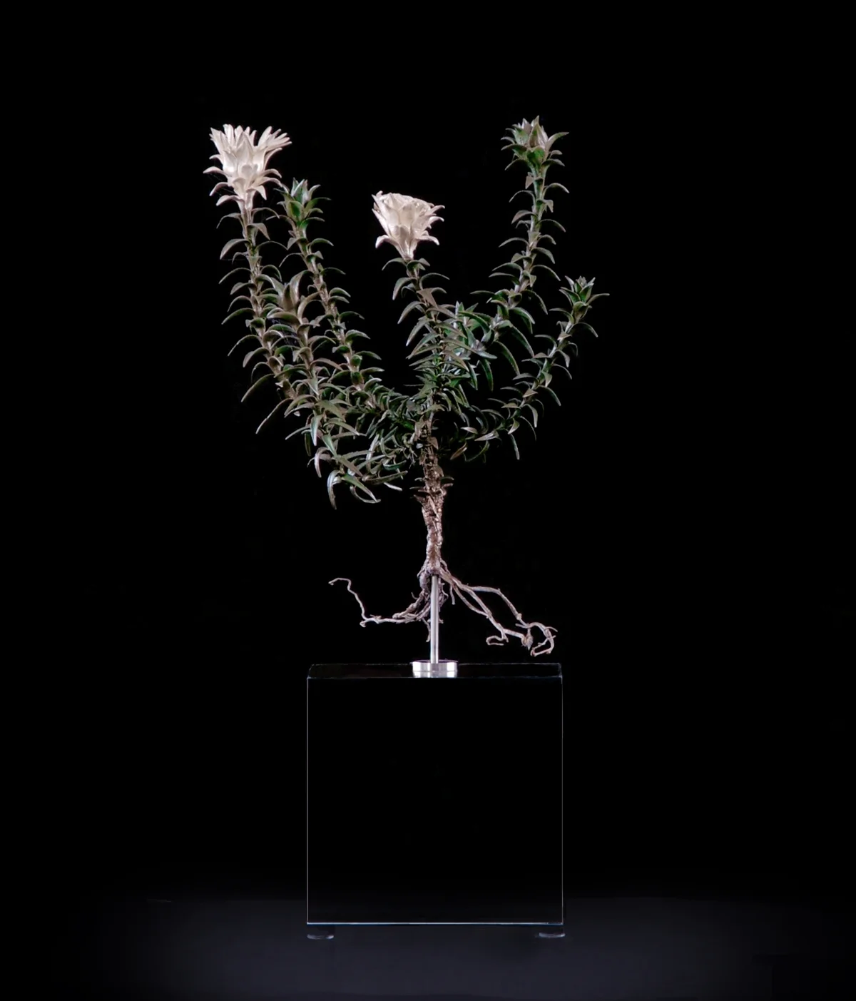 <i>Oedera capensis</i>