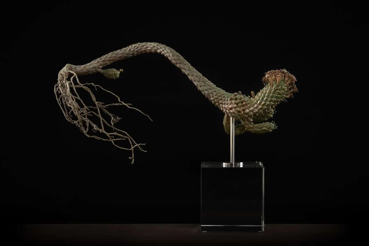 <i>Euphorbia caput-medusae </i>