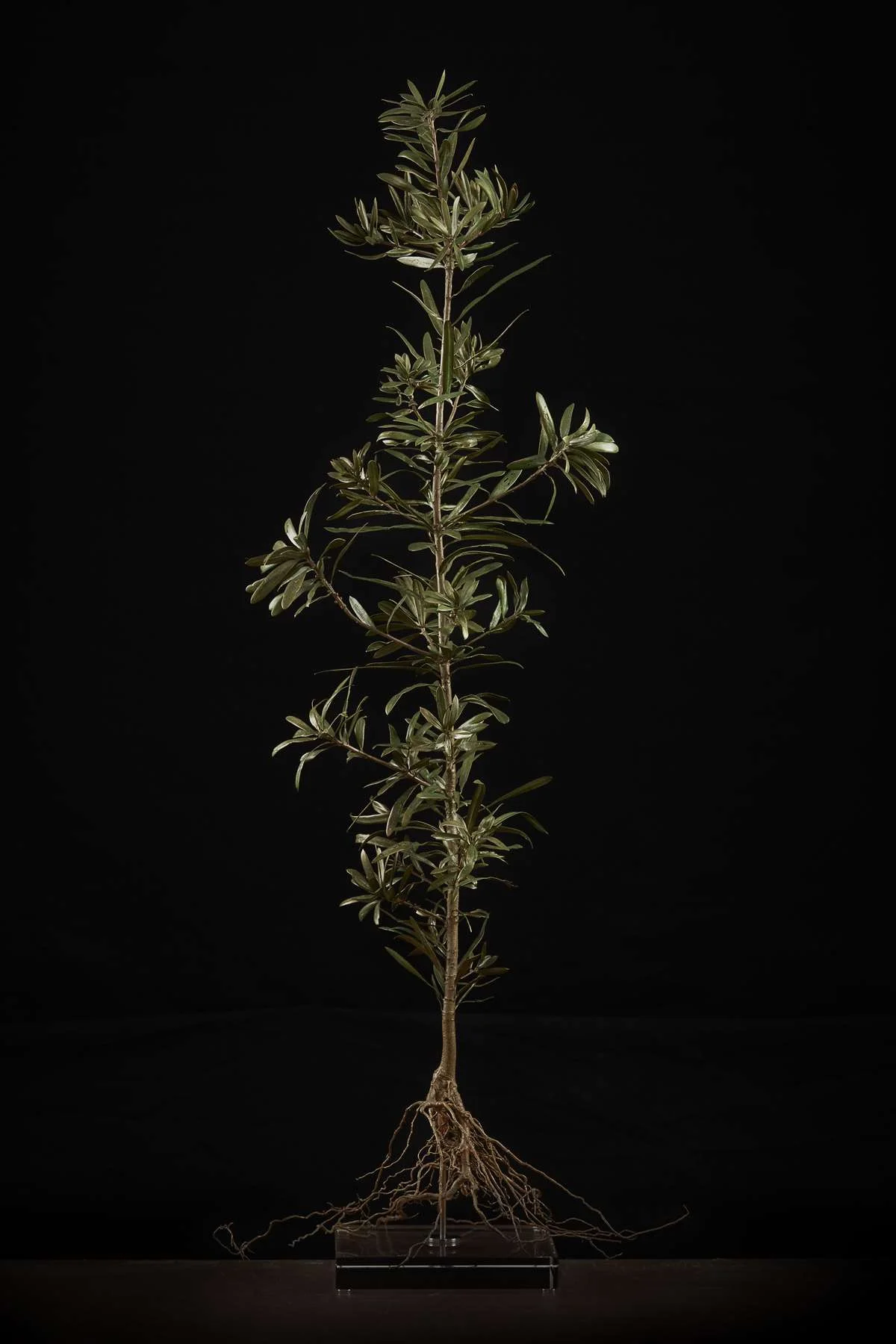 <i>Podocarpus latifolius </i>