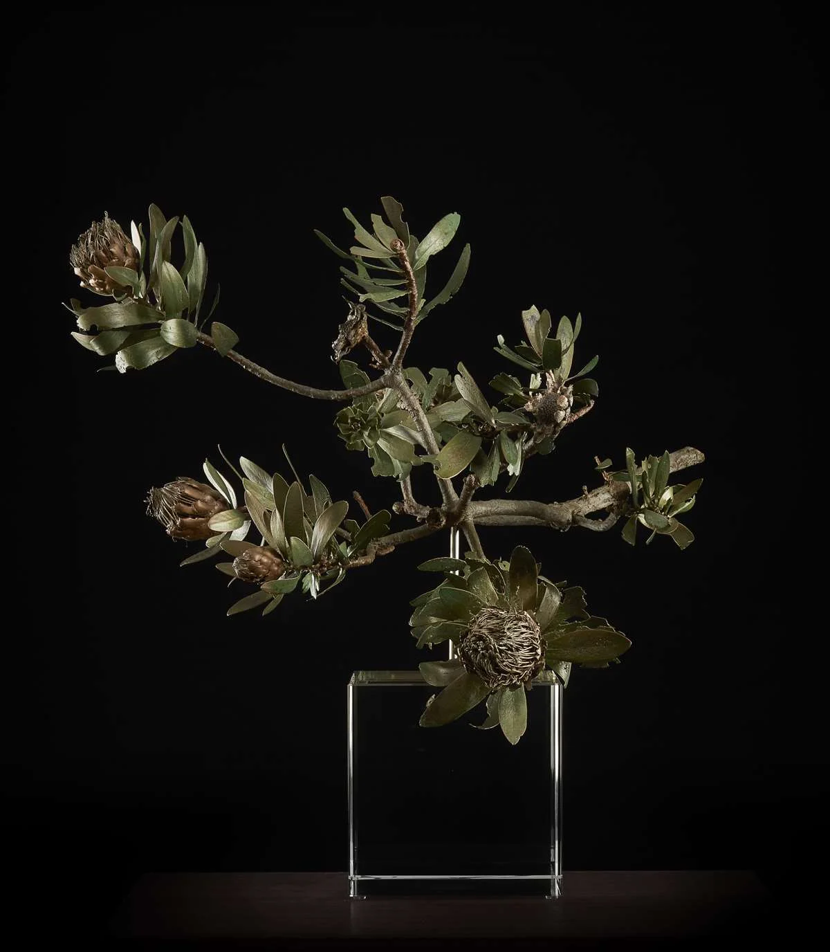 <i>Protea nitida dwarf </i>
