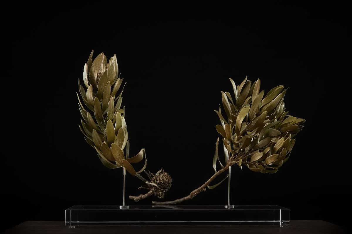 <i>Leucadendron laureolum ♂+♀ </i>