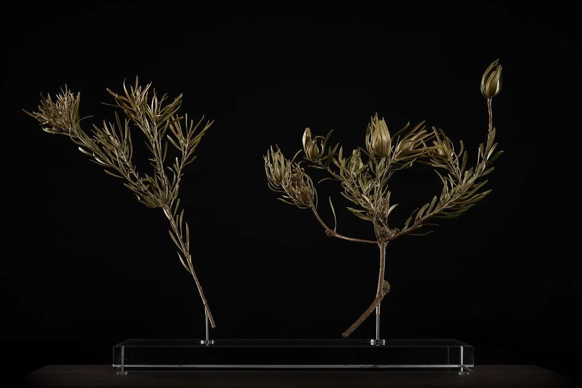 <i>Leucadendron salignum ♂+♀ </i>