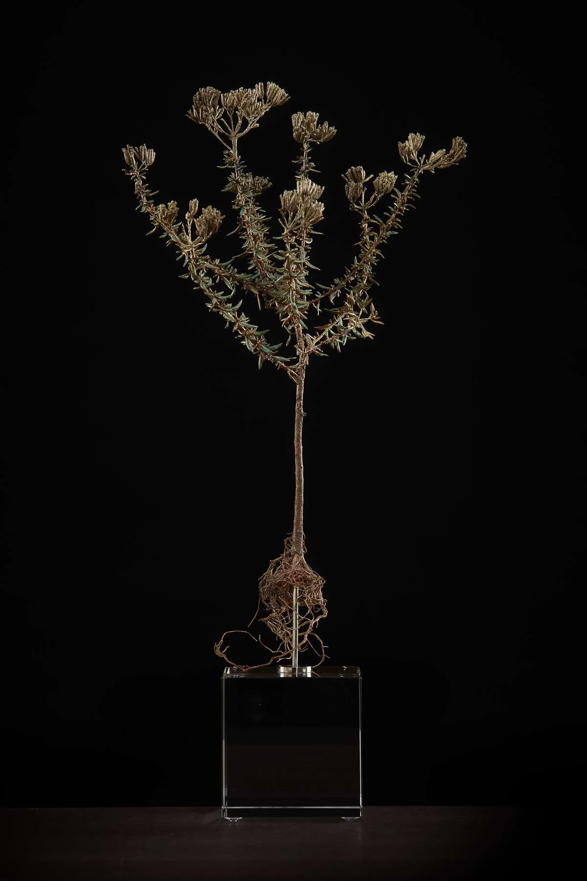 <i>Metalasia muricata</i>