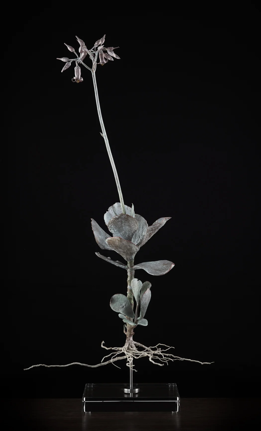 <i> Coteledon orbiculata </i>