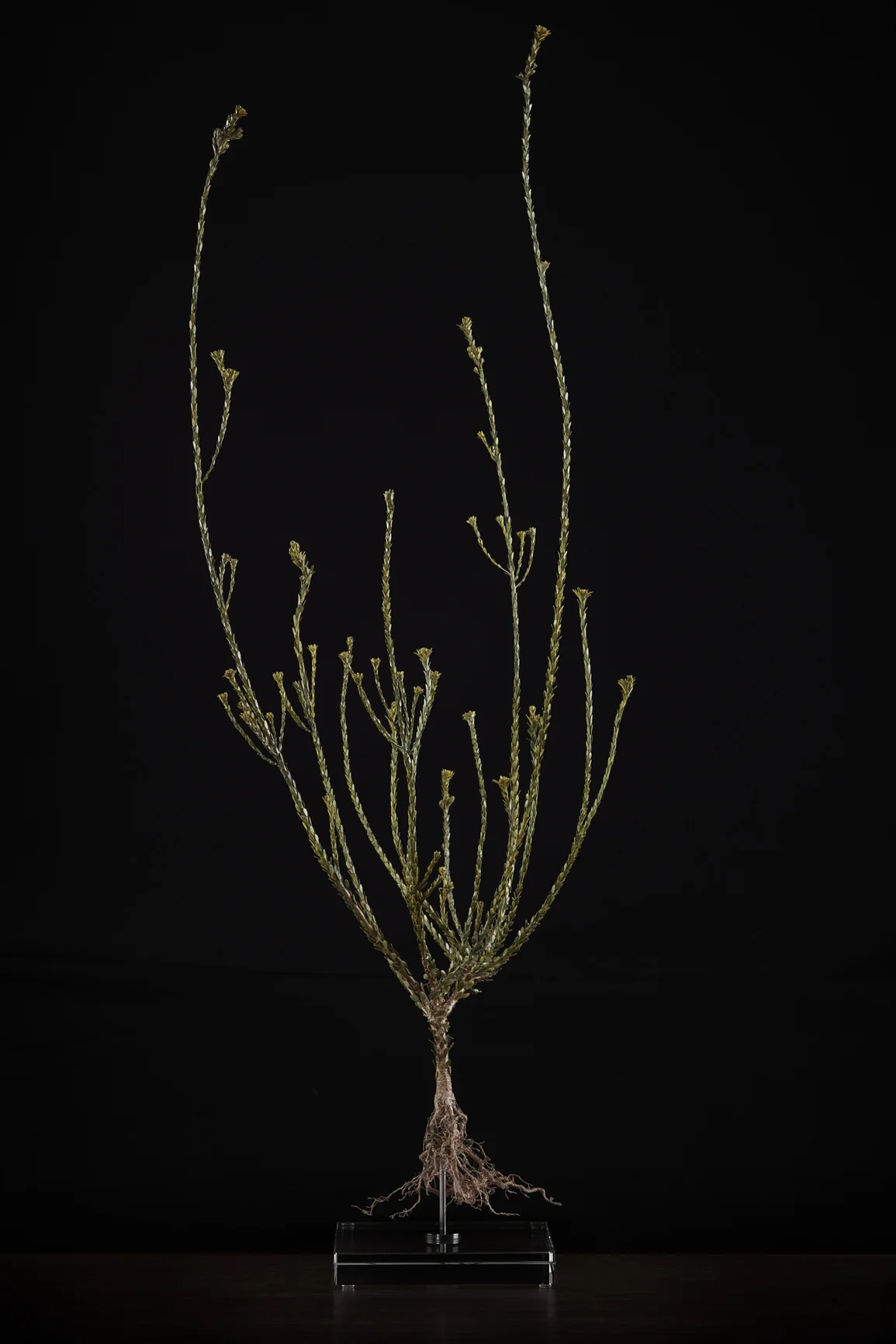 <i> Leucadendron thymifolium </i>
