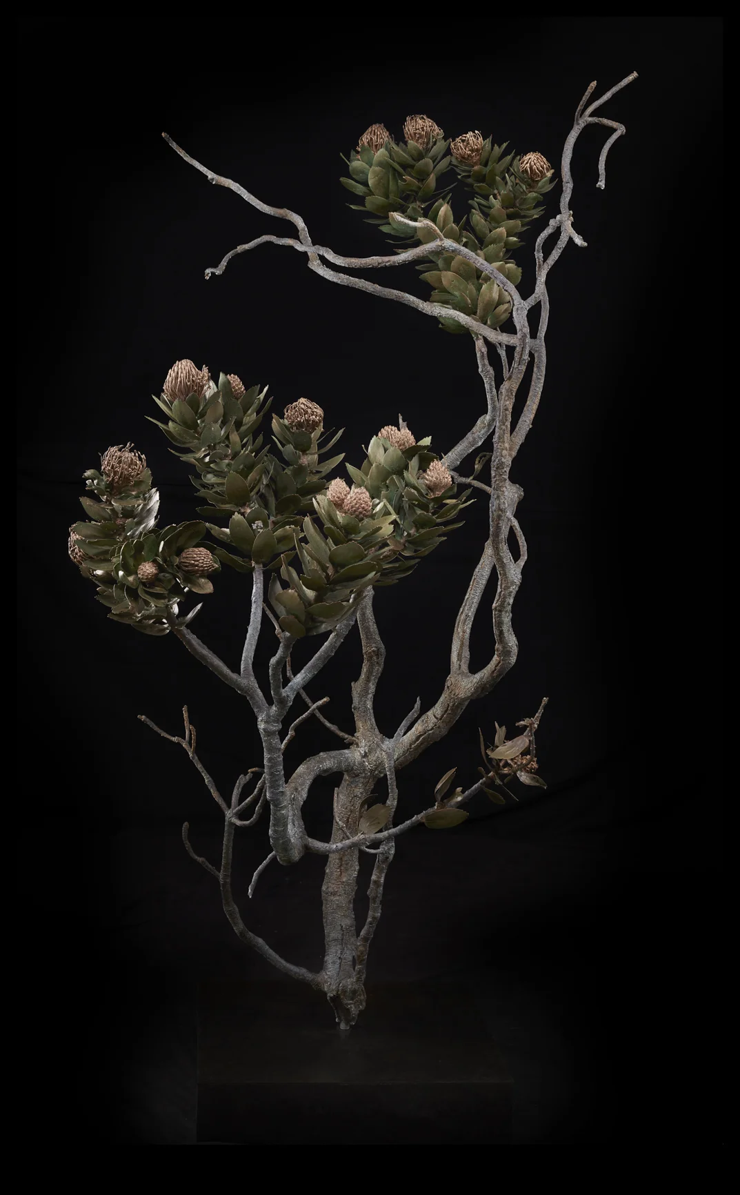<i> Leucospermum conocarpodendron subsp. conocarpodendron </i>