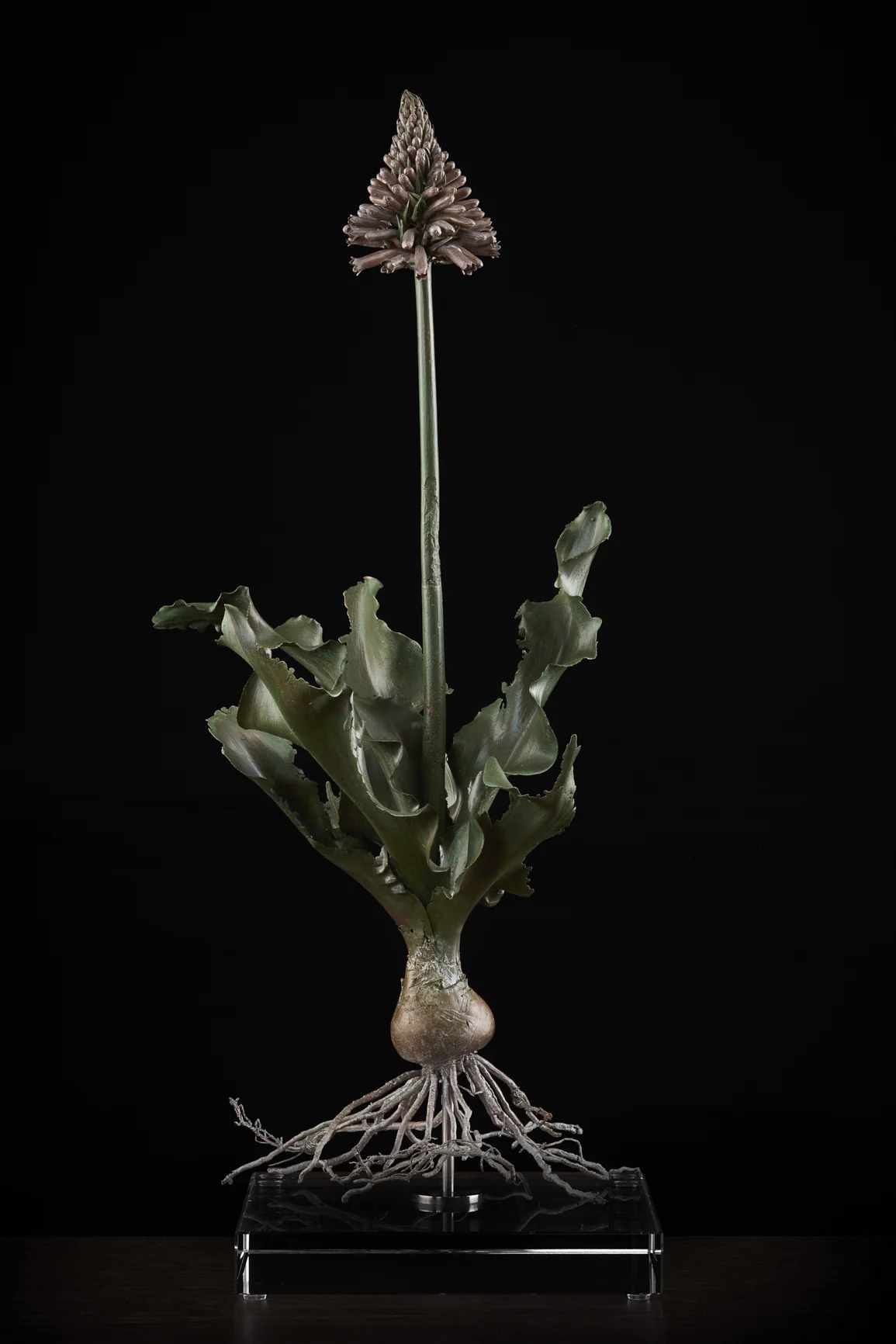<i> Veltheimia capensis </i>