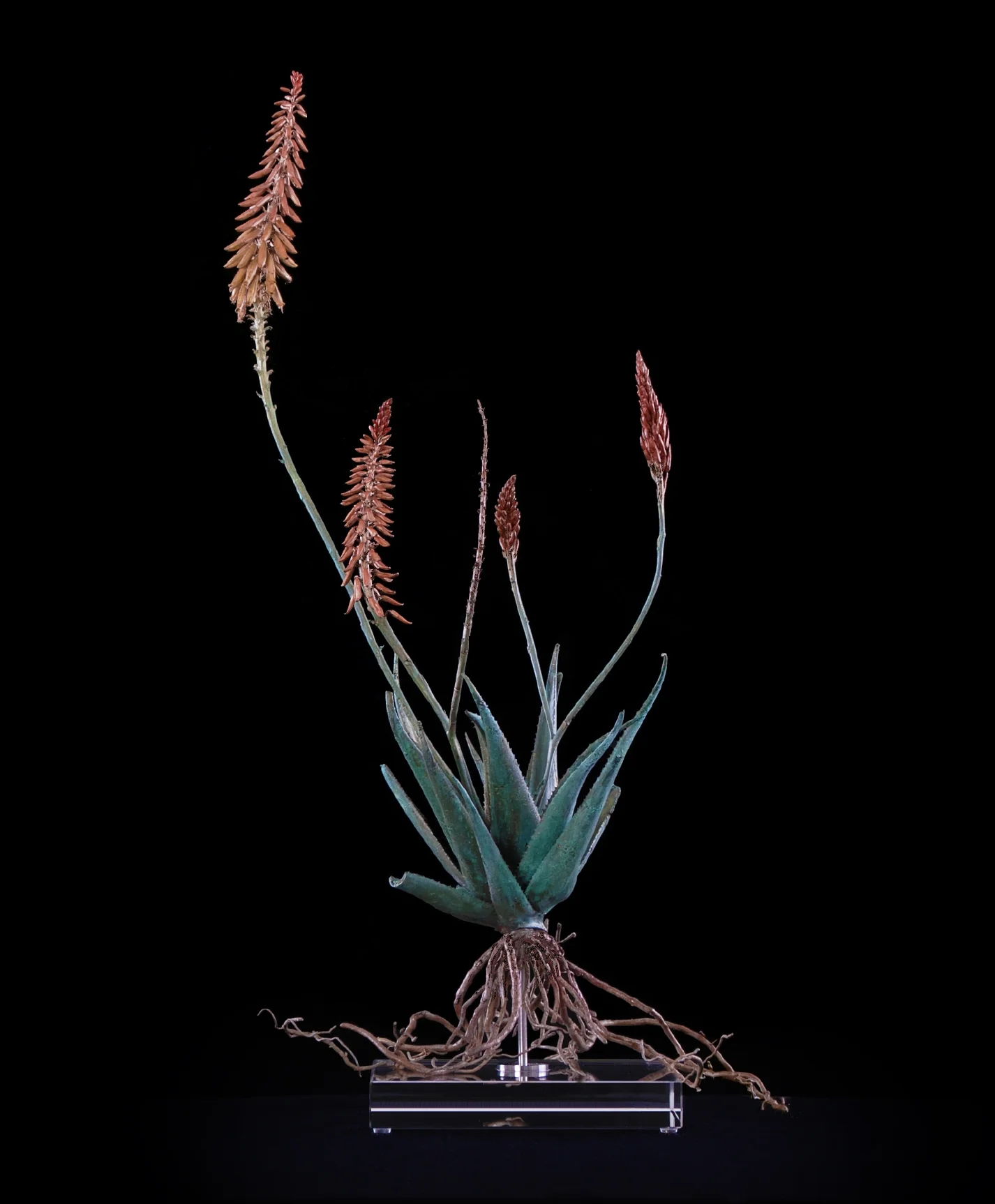 <i>Aloe pluridens x (vi) </i>