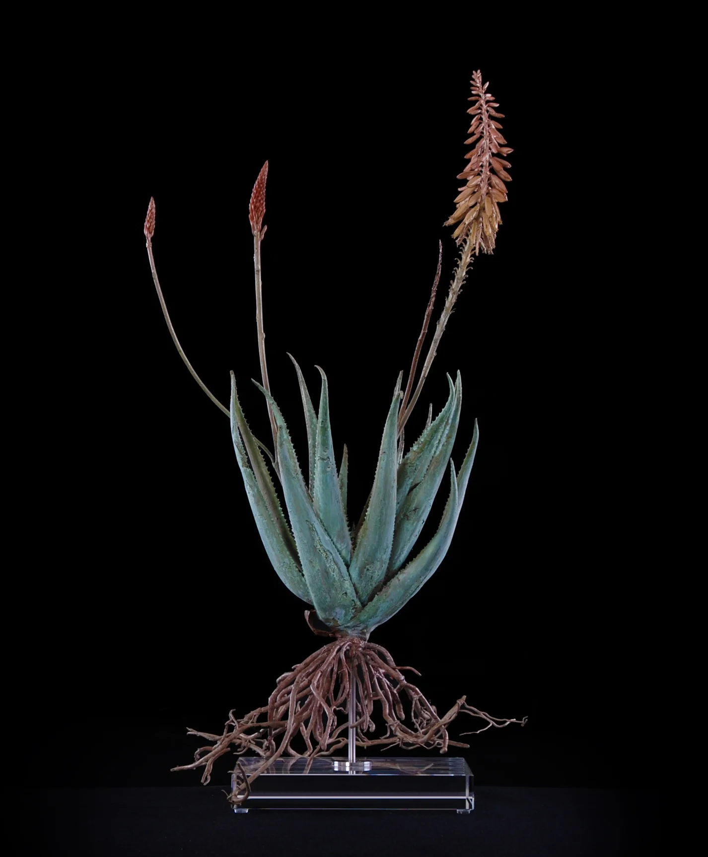 <i>Aloe pluridens x (v) </i>