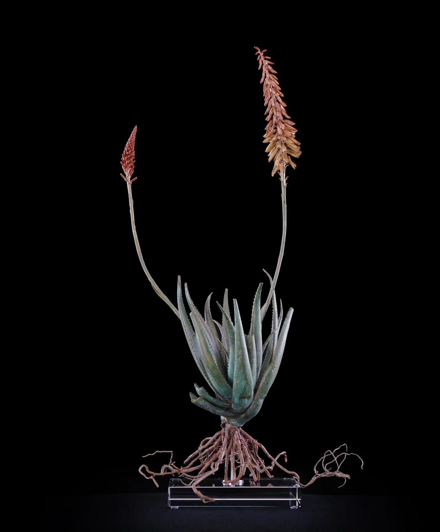<i>Aloe pluridens x (iii)</i>