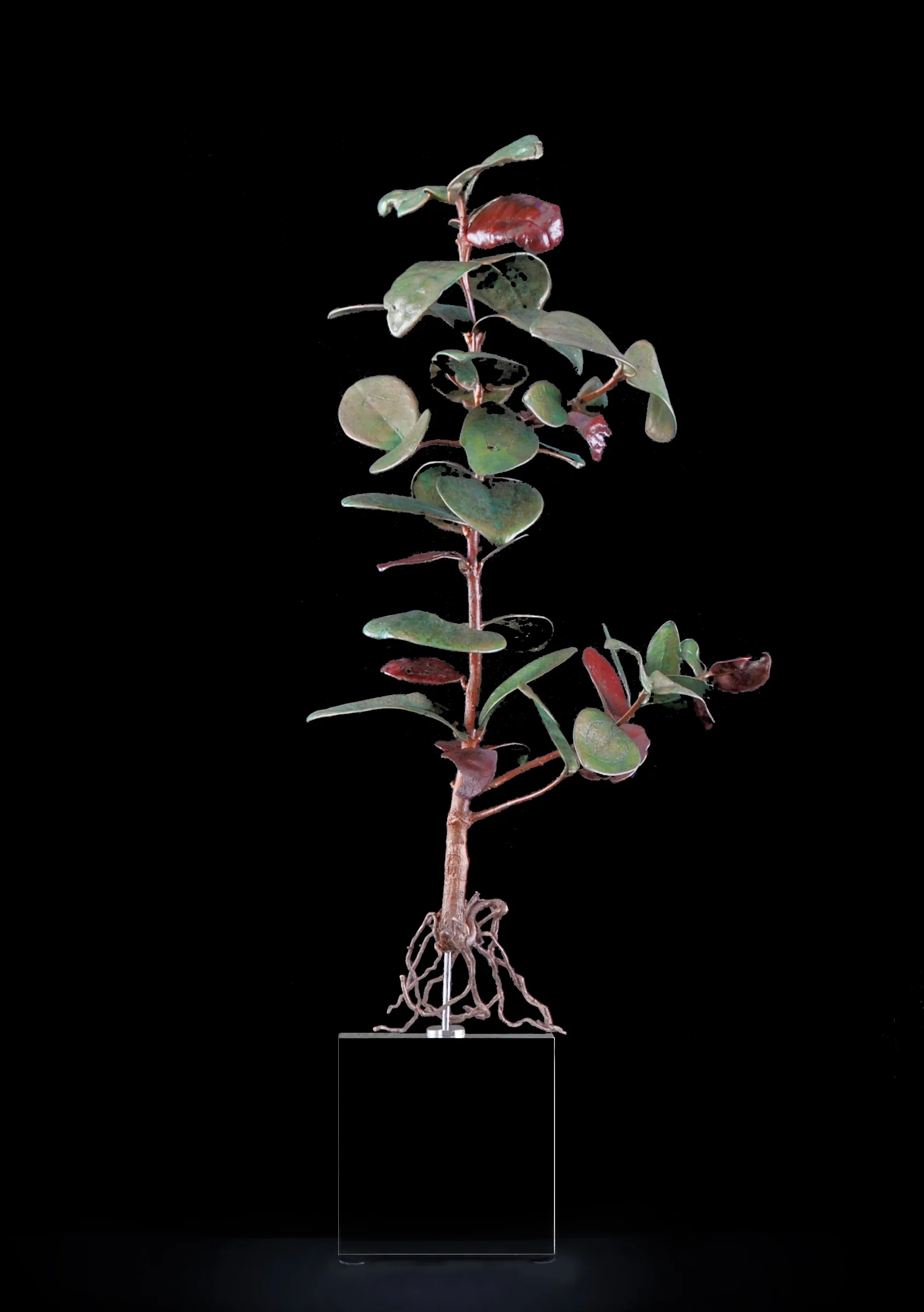 <i>Maurocenia frangula </i>