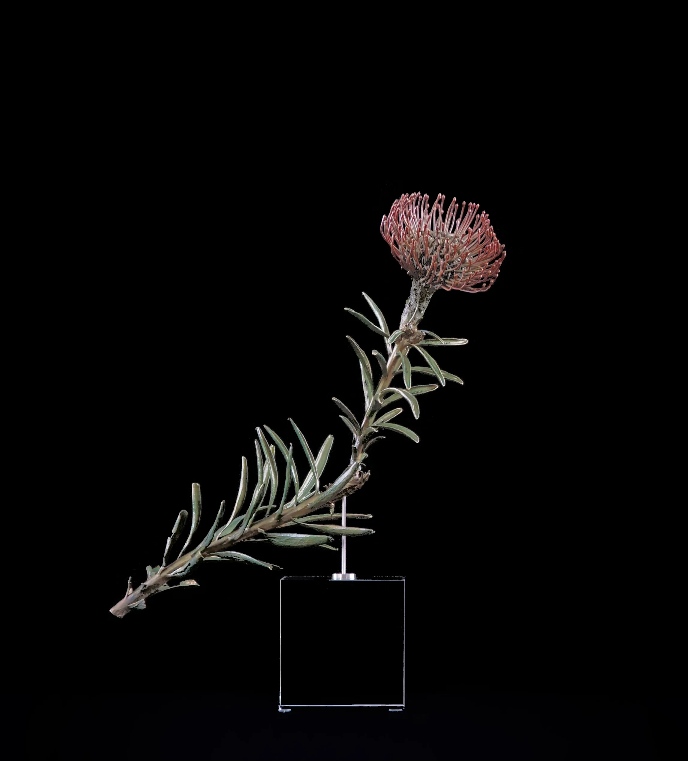 <i>Leucospermum cordifolium X linear </i>