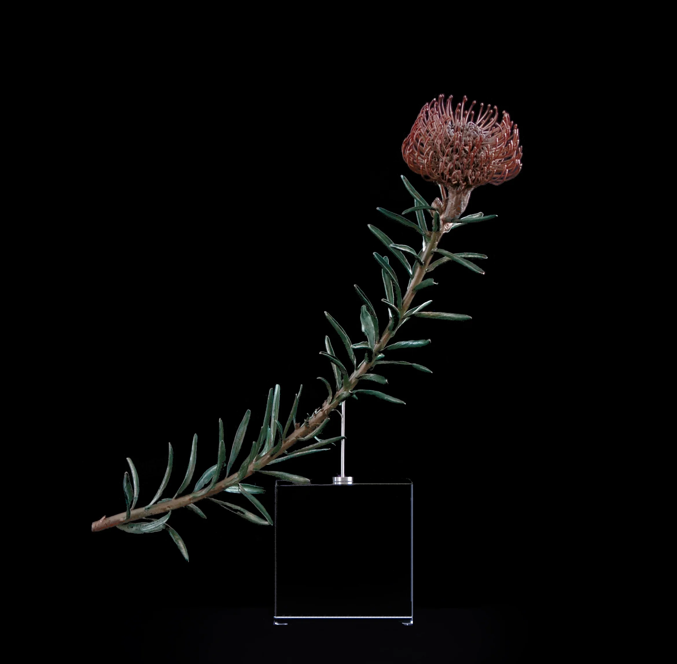 <i>Leucospermum cordifolium X linear </i>