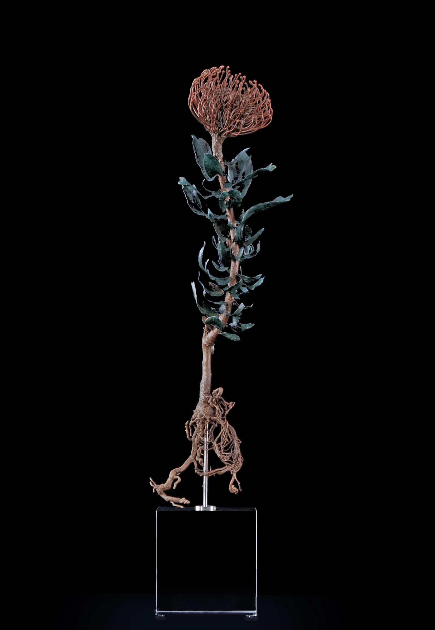 <i>leucospermum cordifolium</i>