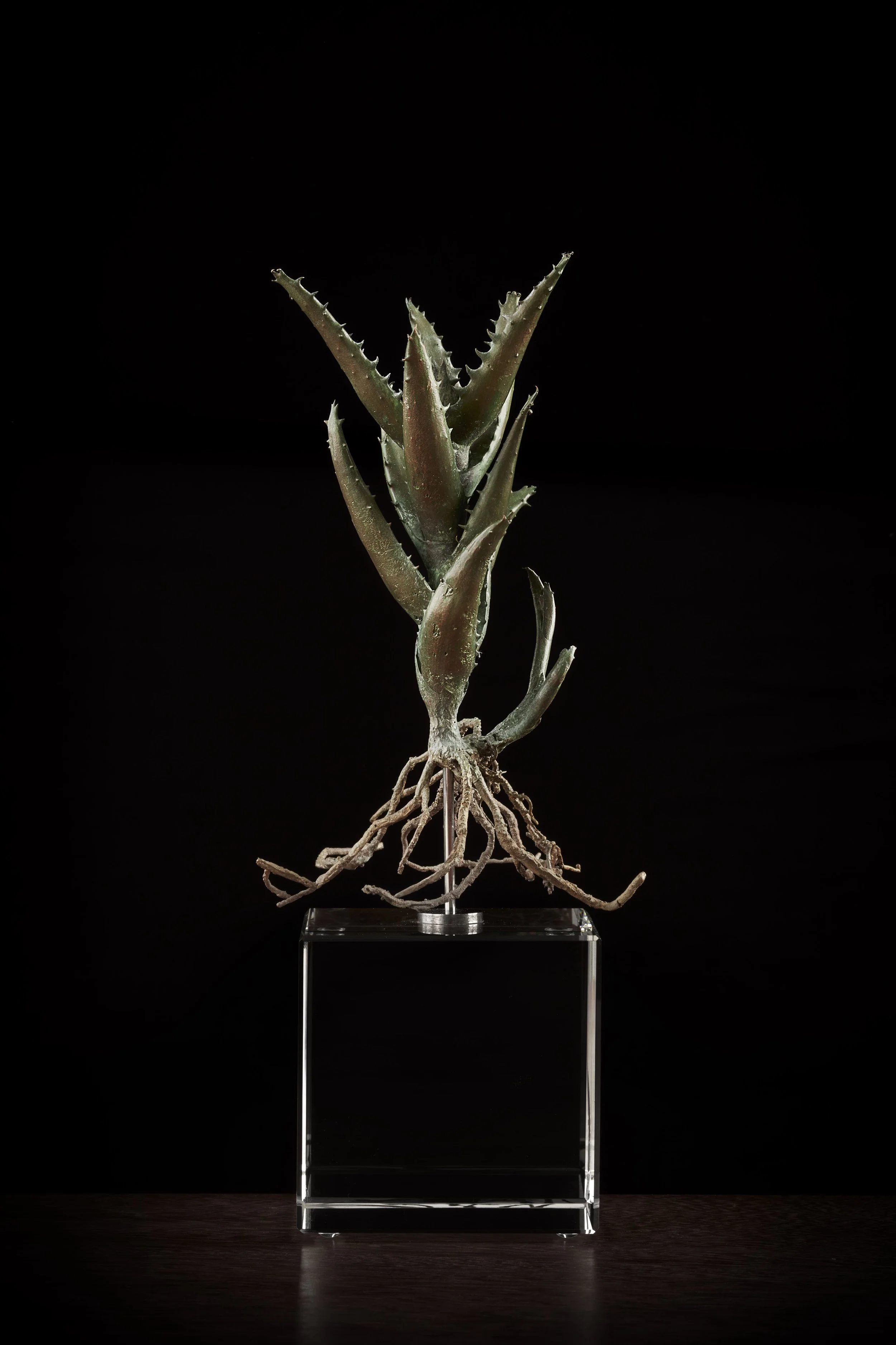 <i>Aloe concinna</i>