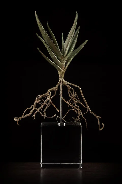 <i>Aloe Spp I </i>