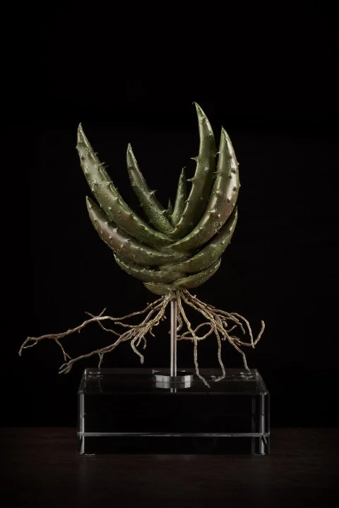 <i> Aloe Sp iii </i>