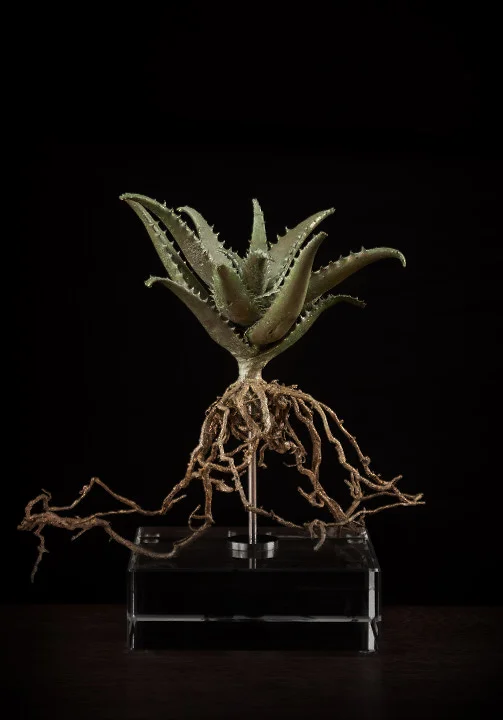 <i>Aloe Squarossa</i>