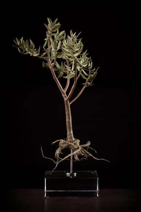 <i>Crassula Tetragona</i>