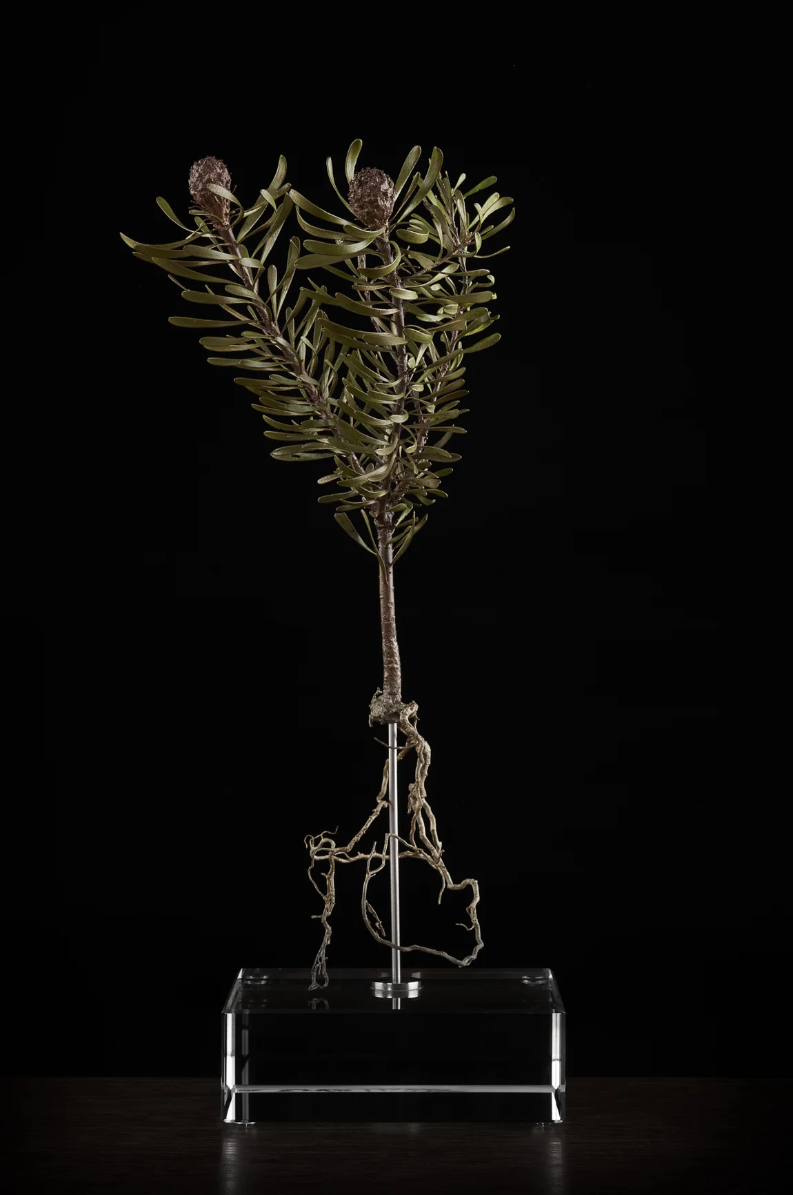 <i> Leucadendron galpinii </i>