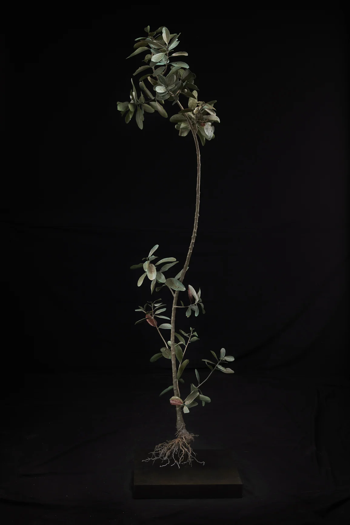 <i> sideroxylon inerme </i>