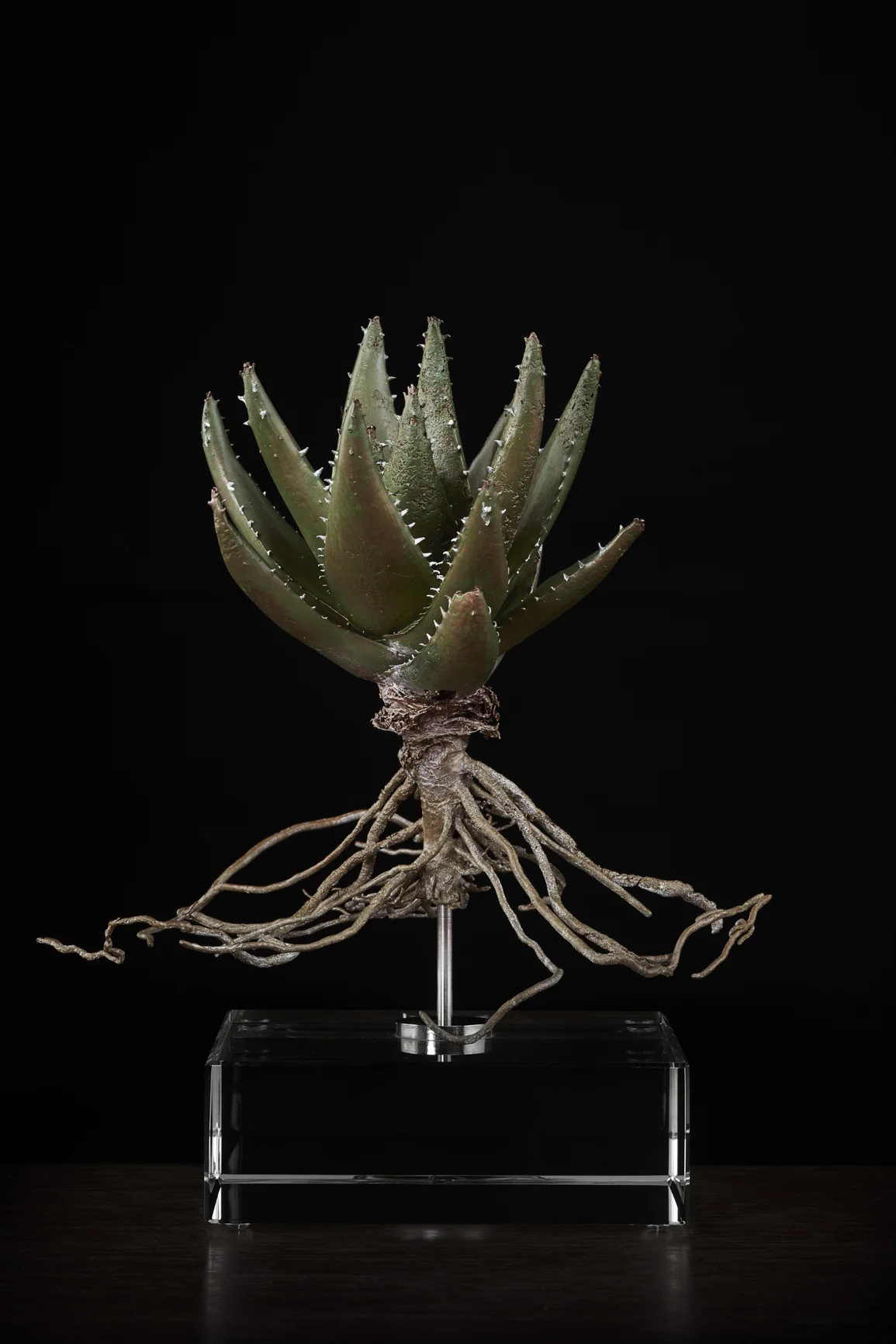 <i> Aloe SP </i>