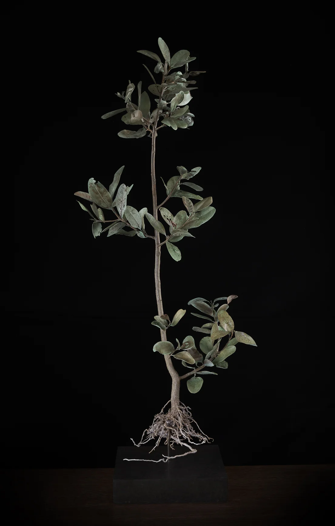 <i> sideroxylon inerme ii </i>