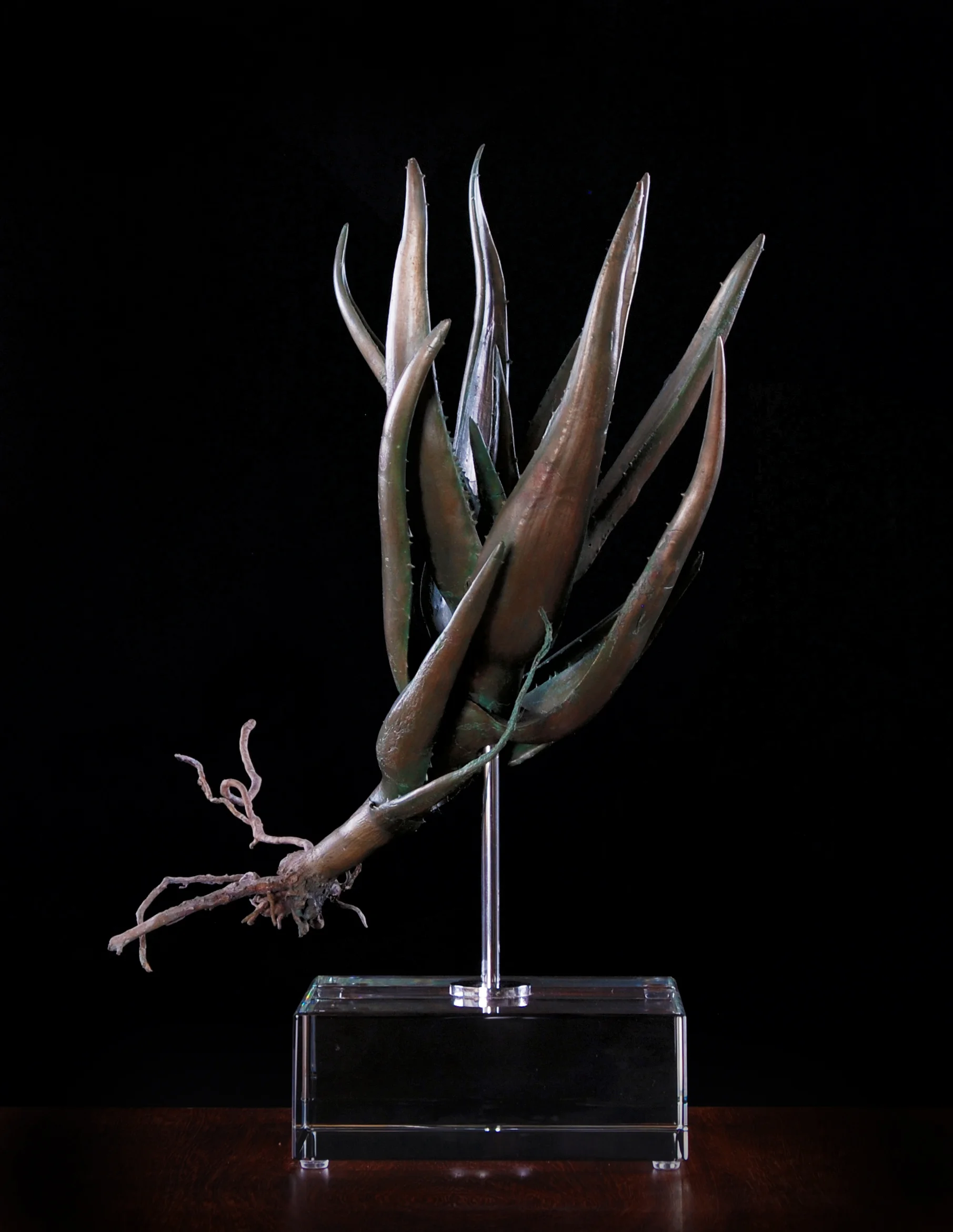 Aloe speciosa
