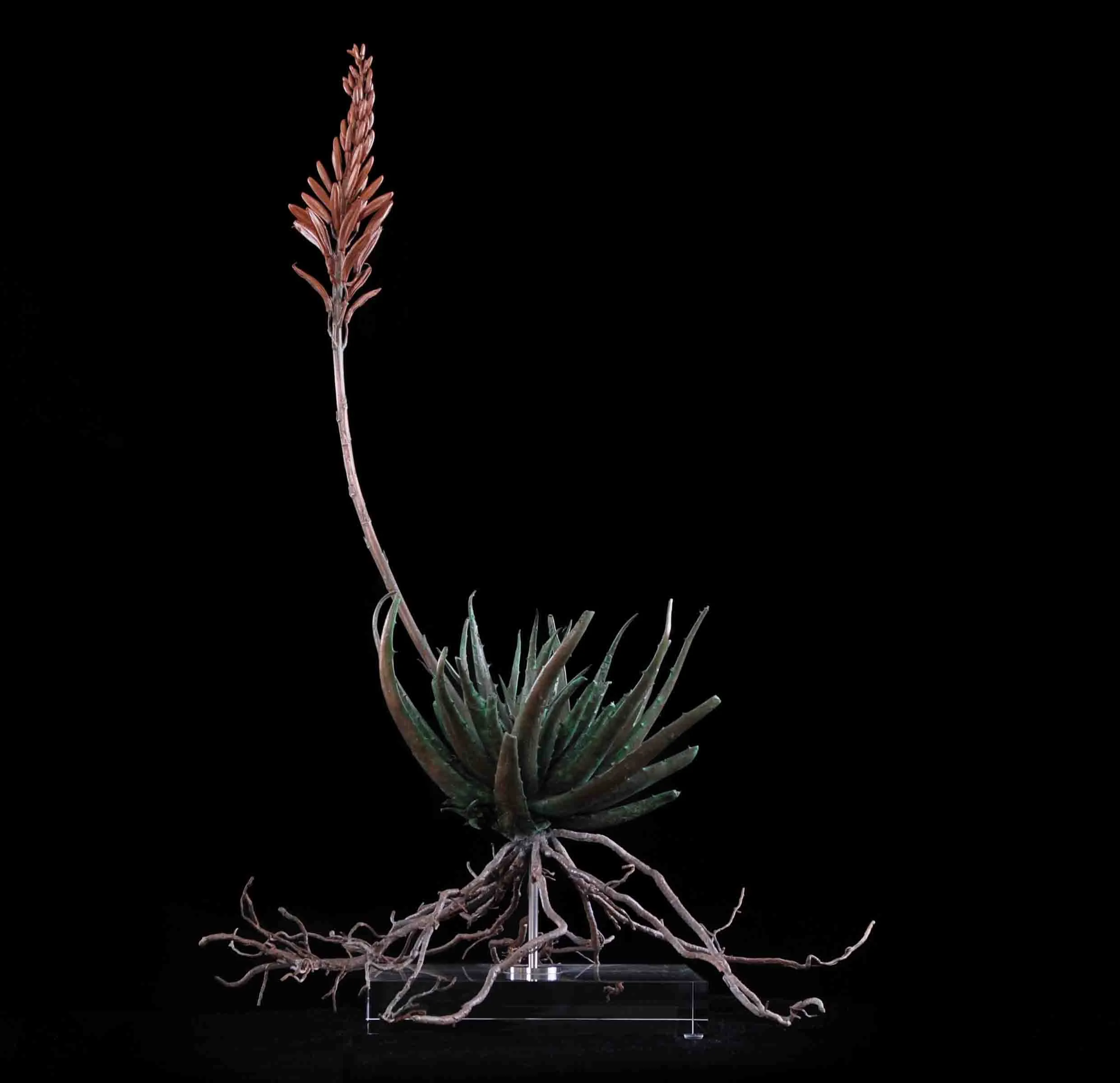 Aloe Joker Hybrid