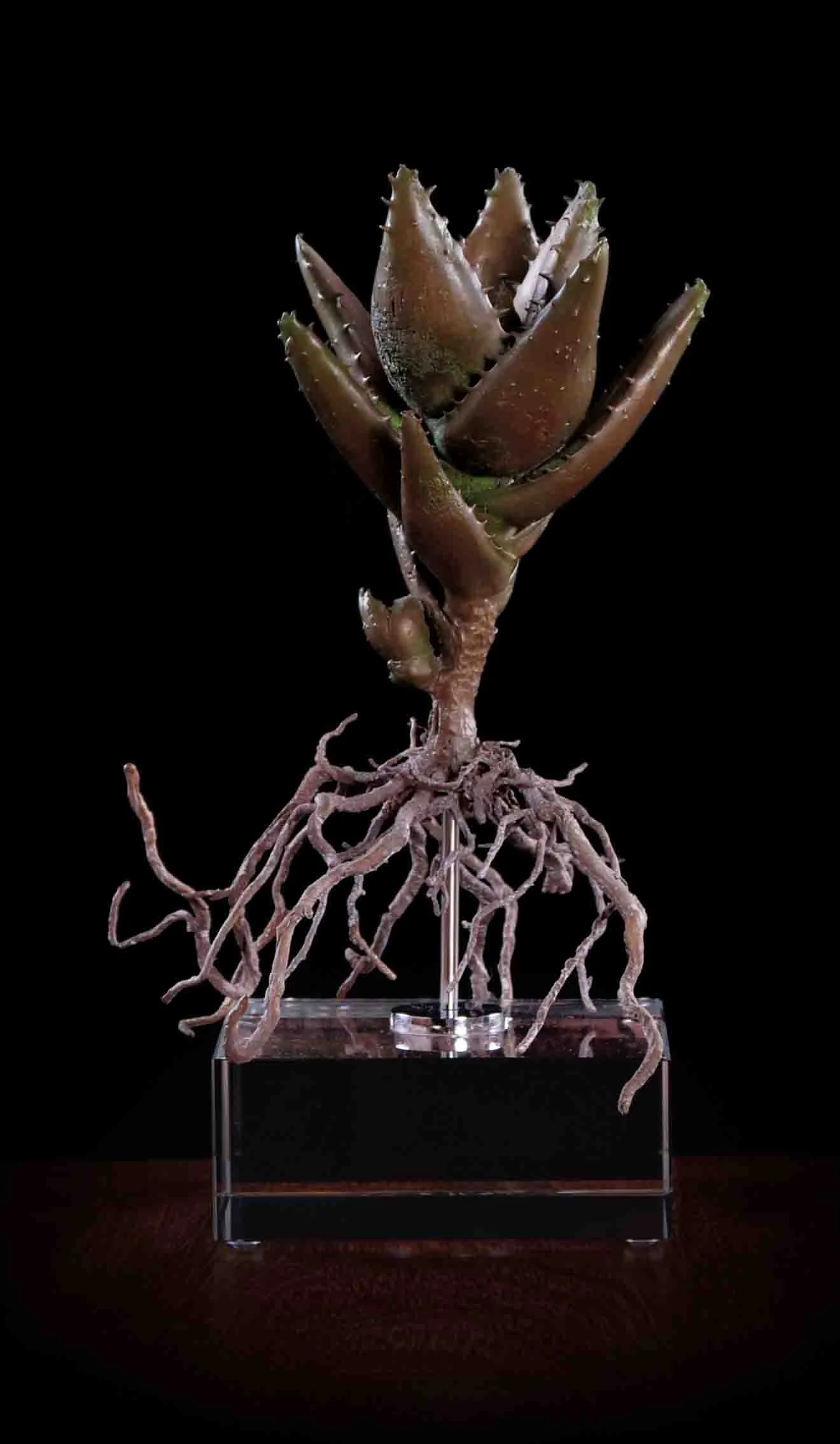 Aloe mitriformis ii