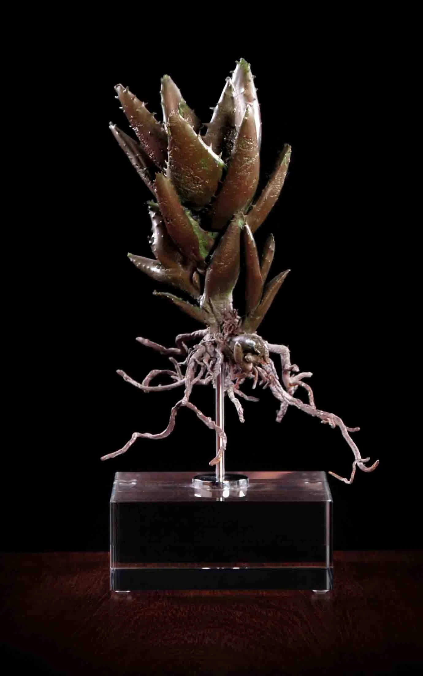 Aloe mitriformis i
